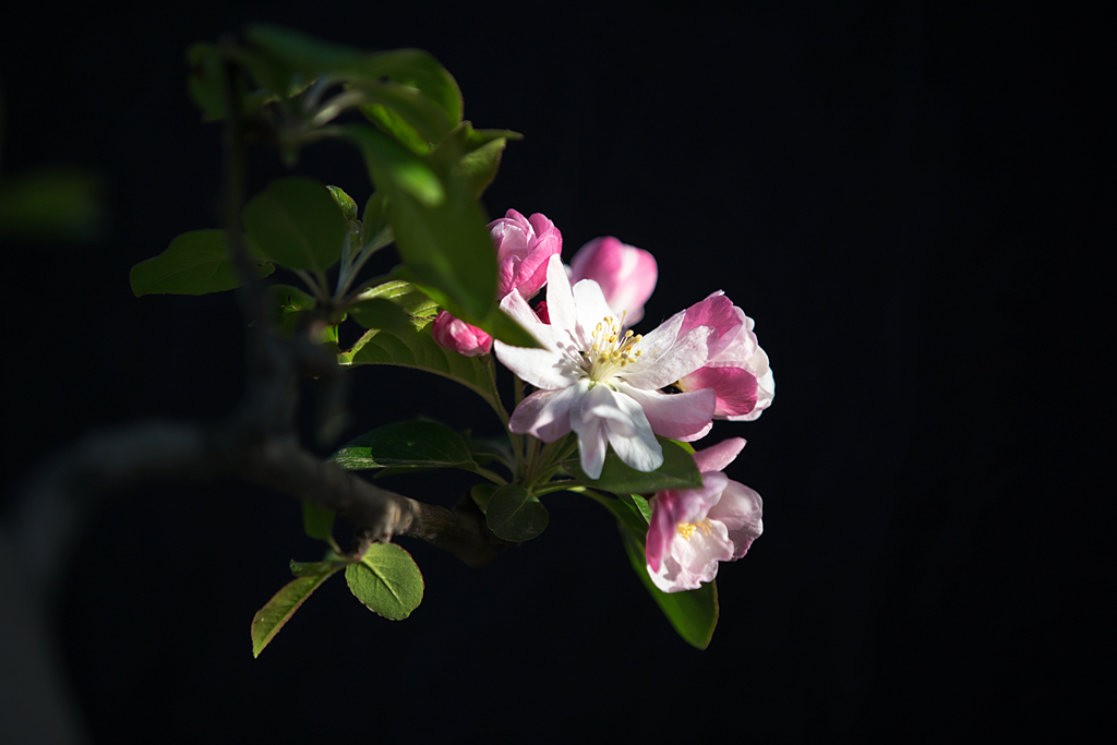 IMG_1274-1_副本_副本.jpg