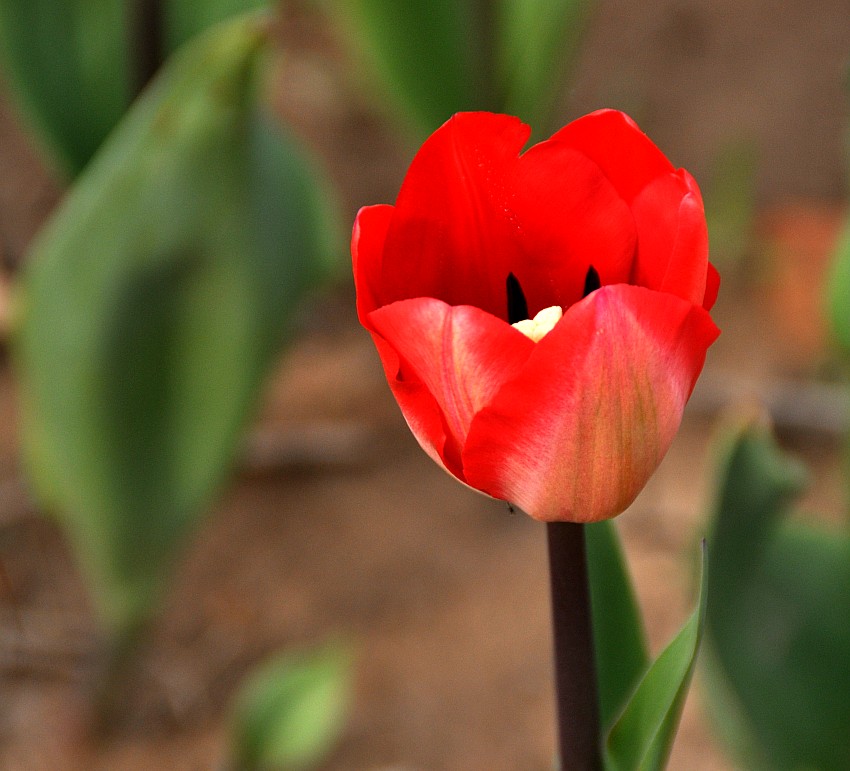 DSC_0026_conew1.jpg