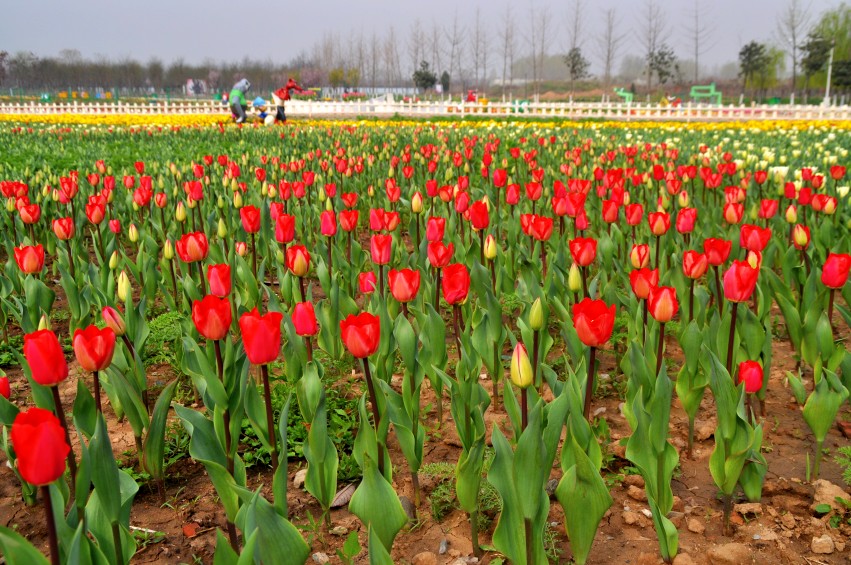 DSC_0025_conew1.jpg