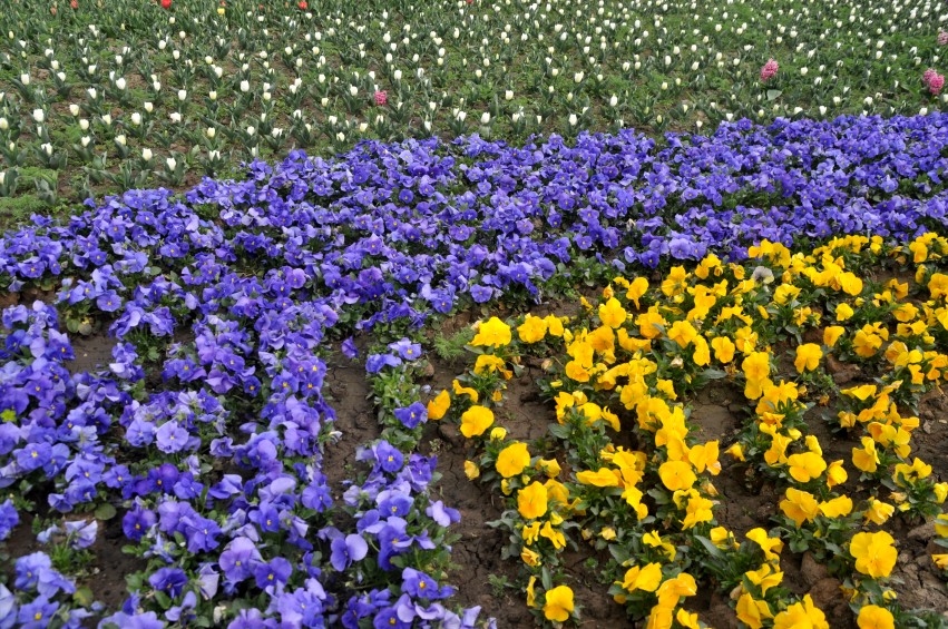DSC_0036_conew1.jpg