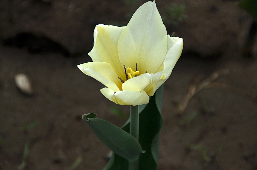 DSC_0044_conew1.jpg