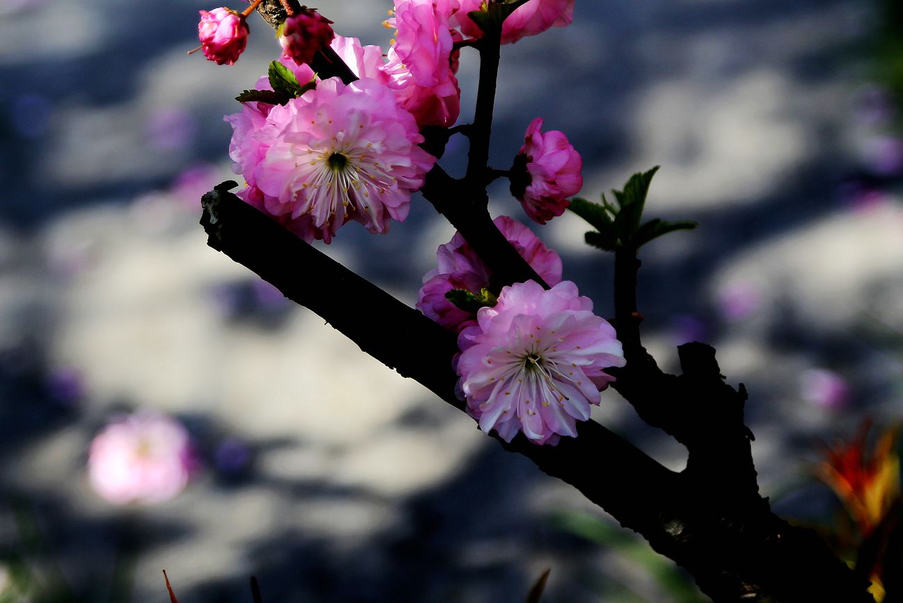 IMG_1696_副本.jpg