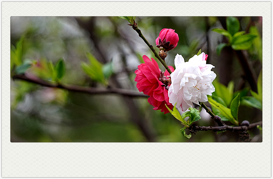 DSC00576_副本.jpg