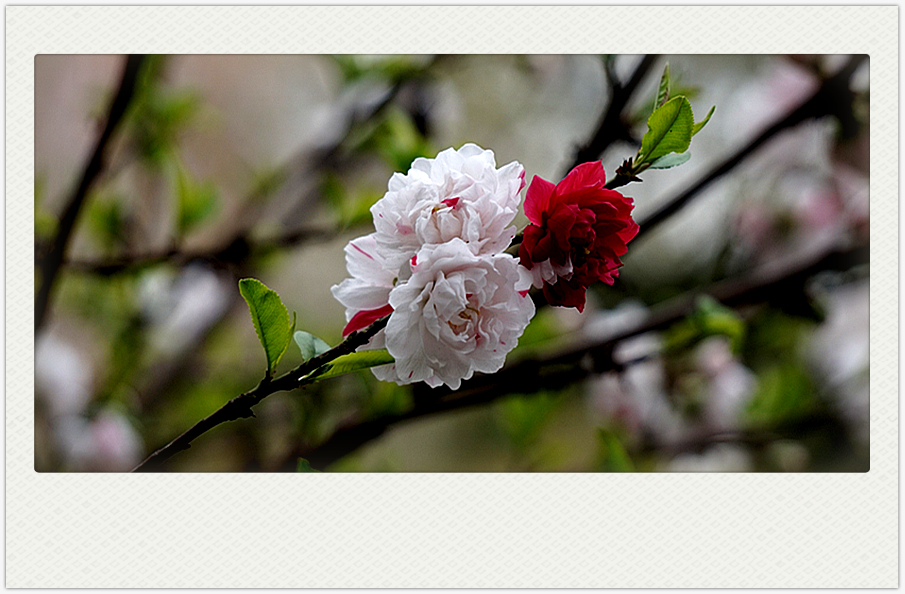 DSC00578_副本.jpg