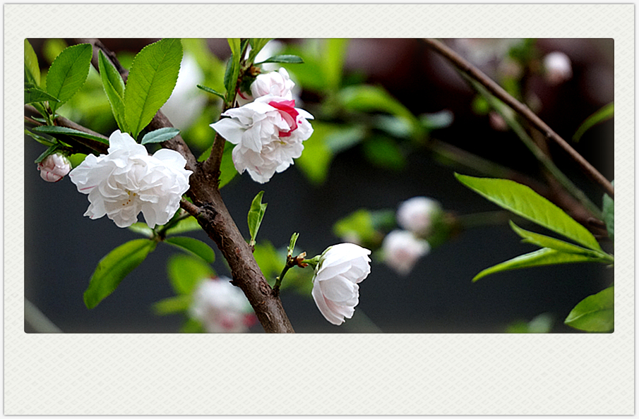 DSC00603_副本.jpg