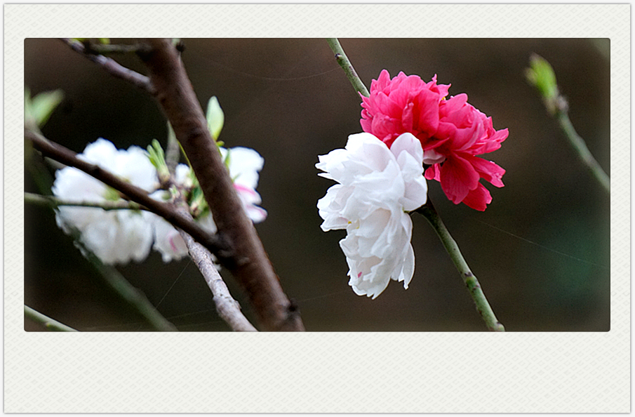 DSC00564_副本.jpg