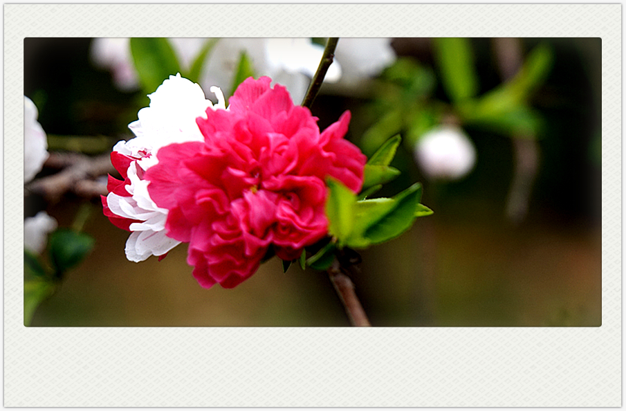DSC00567_副本.jpg