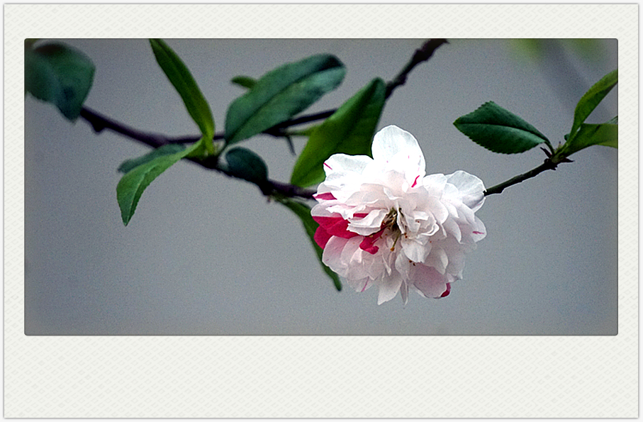 DSC00599_副本.jpg