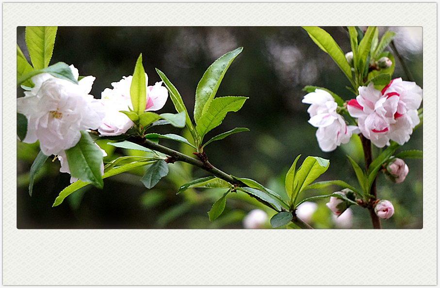 DSC00591_副本.jpg
