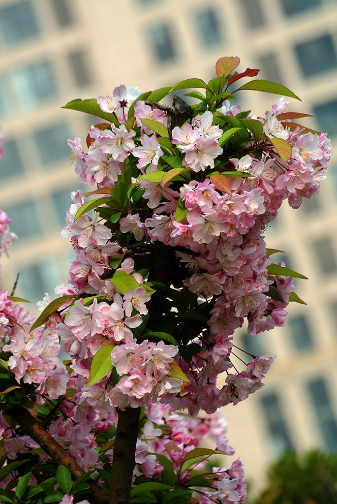 DSC_0472副本.jpg