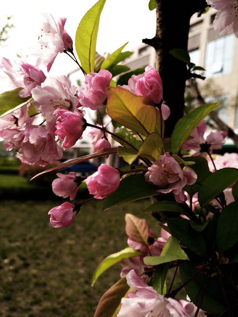 IMG_20170404_160117副本.jpg