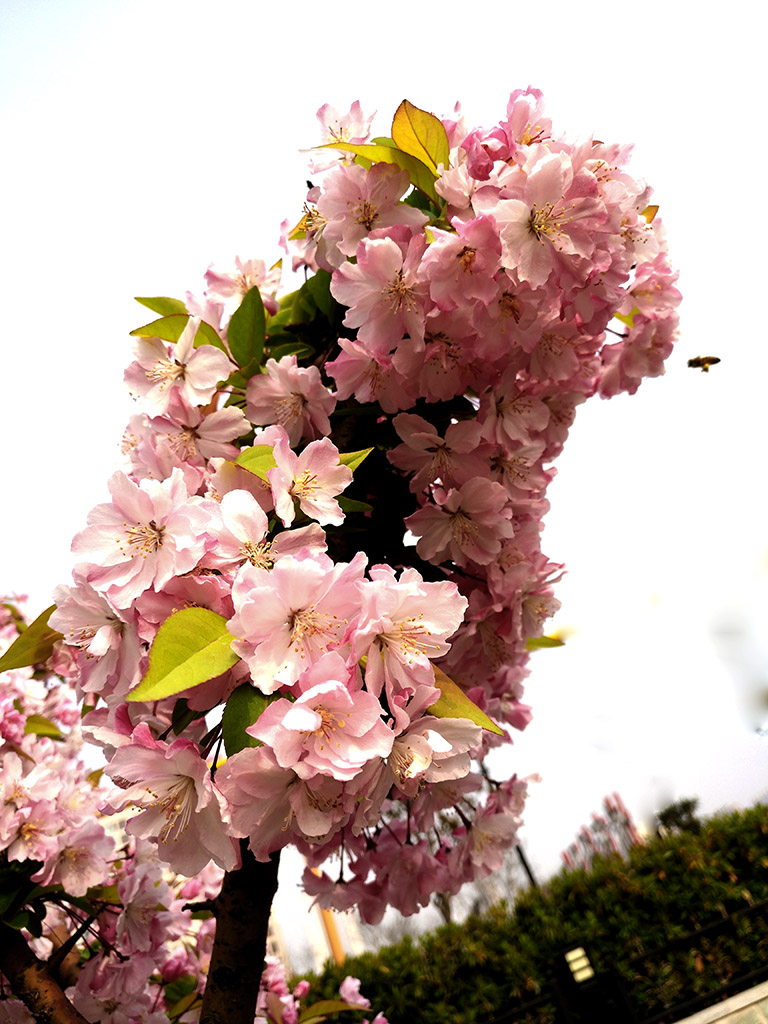 IMG_20170404_160140副本.jpg