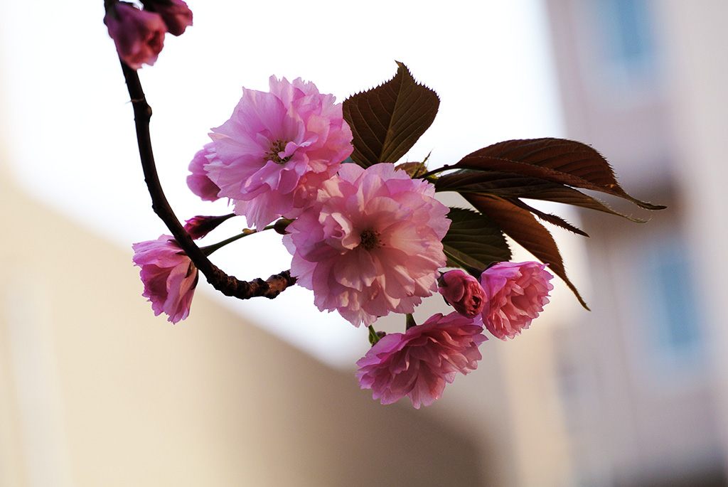 DSC_0476副本.jpg