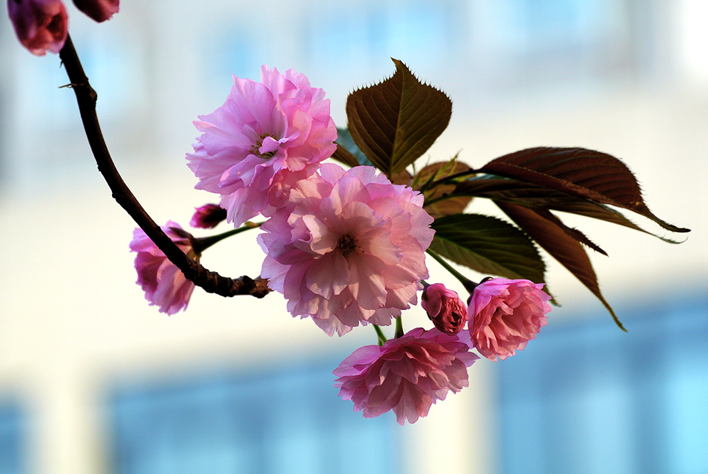 DSC_0477副本.jpg