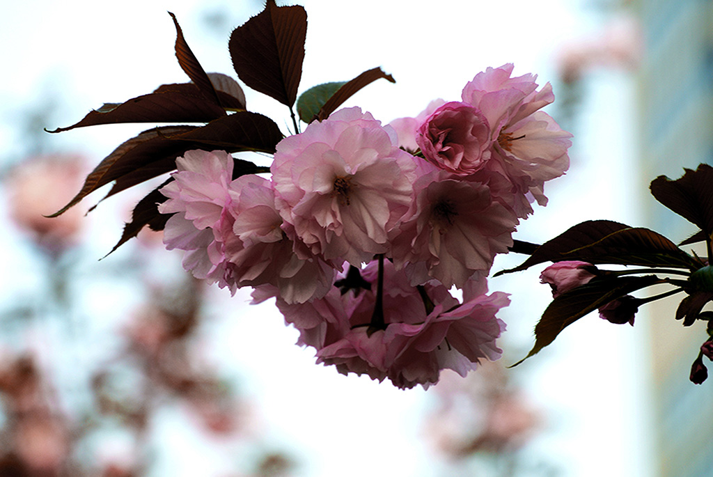 DSC_0484副本.jpg