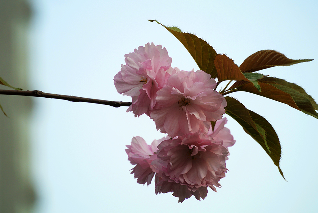 DSC_0485副本.jpg