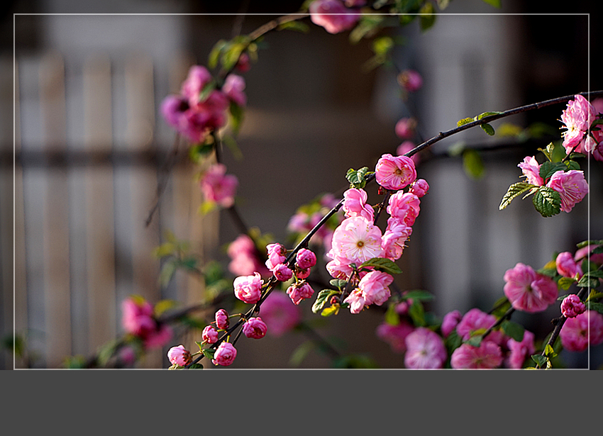 DSC02931_副本.jpg