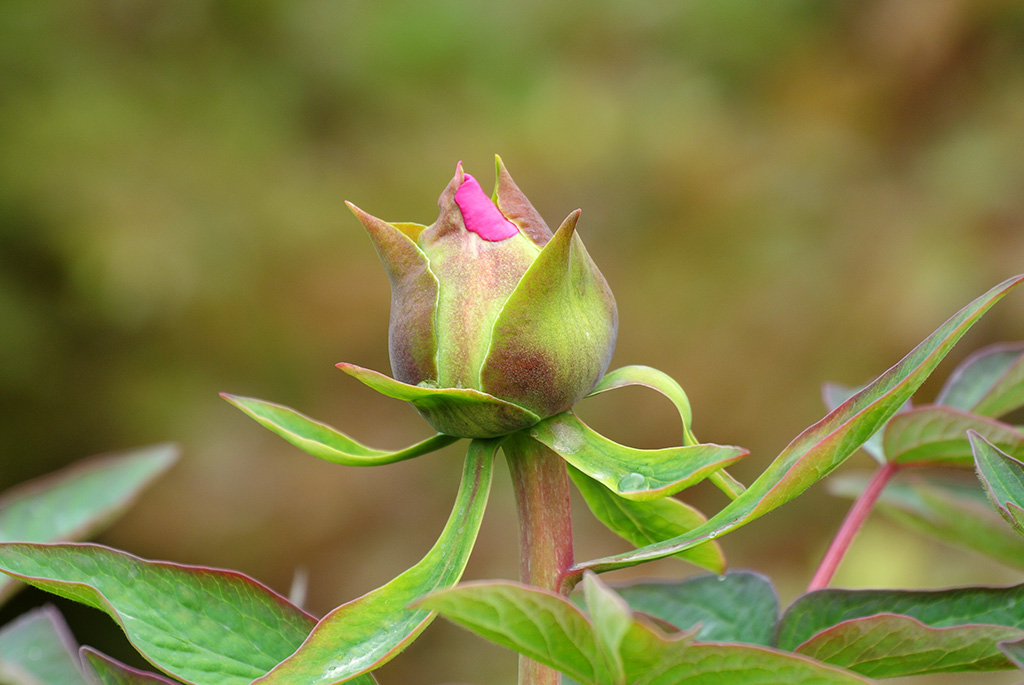 DSC_0424副本.jpg