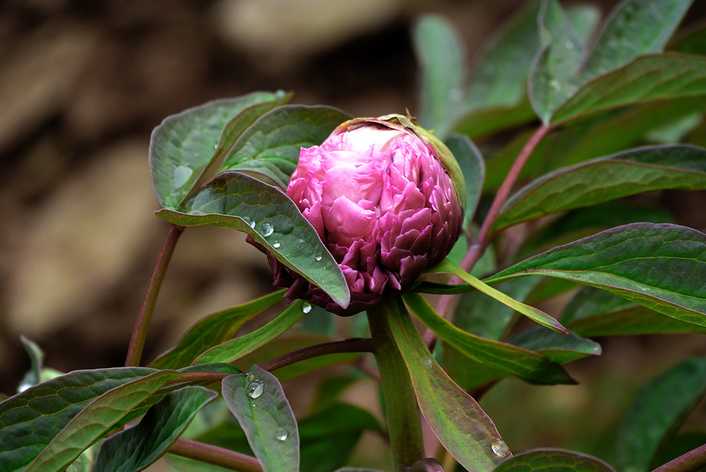 DSC_0430副本.jpg