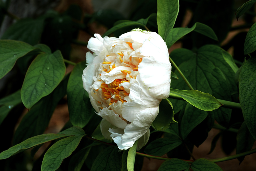 DSC_0435副本.jpg