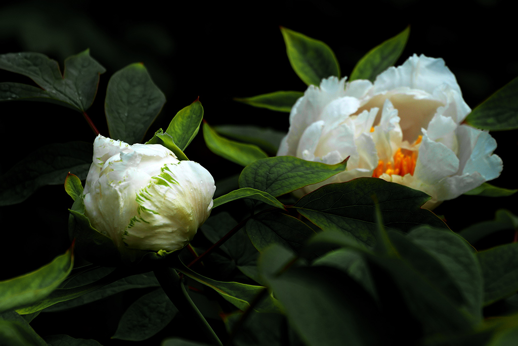 DSC_0437副本.jpg