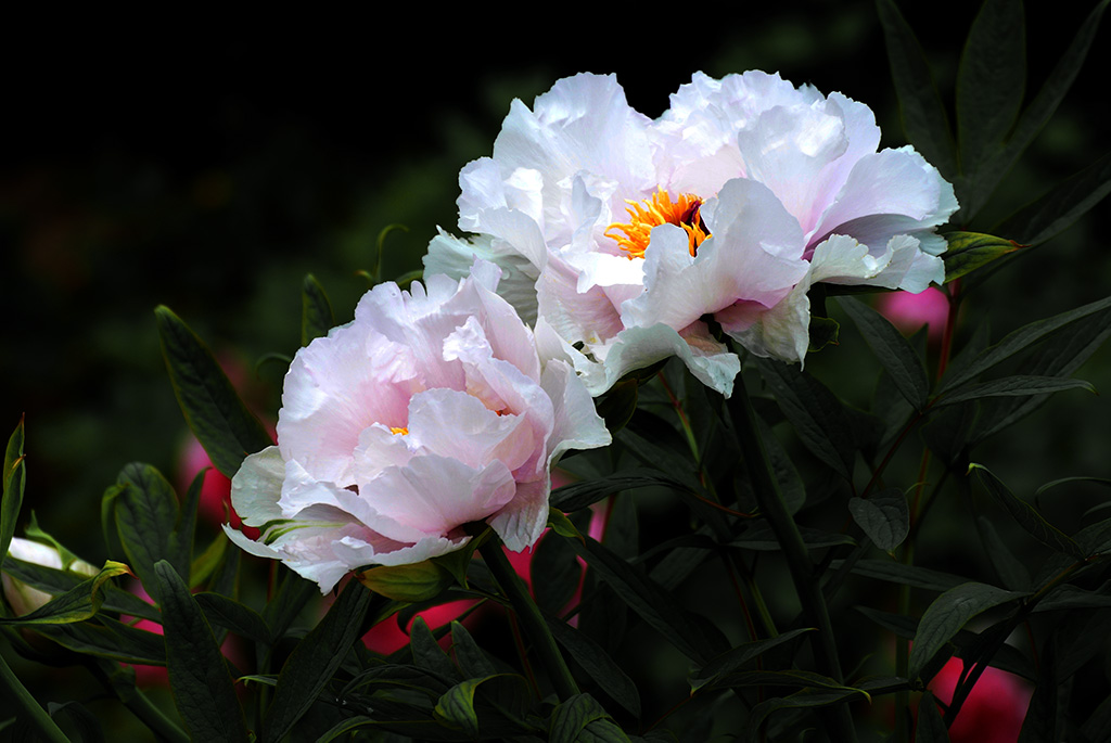 DSC_0454副本.jpg