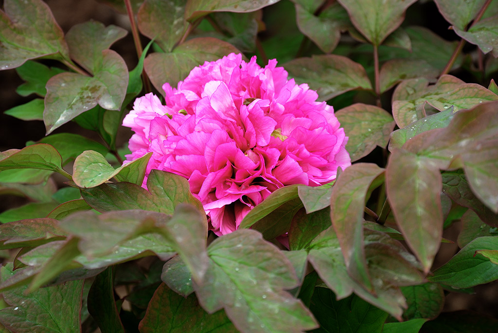 DSC_0429副本.jpg