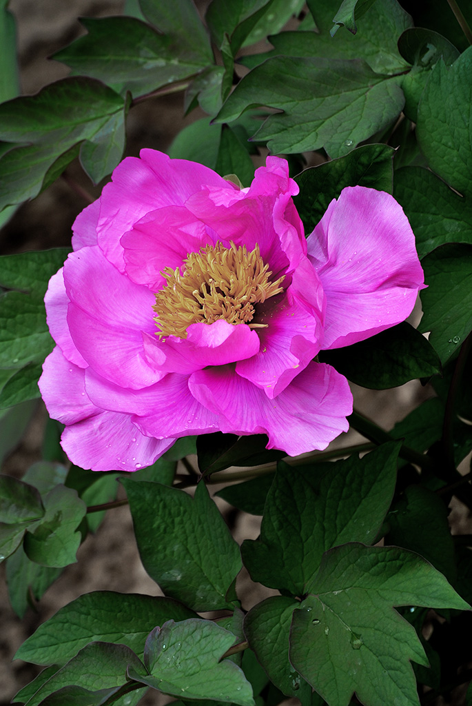 DSC_0449副本.jpg