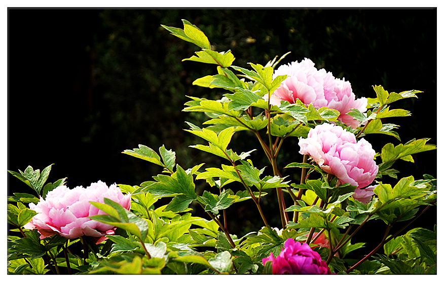 DSC00719_副本.jpg