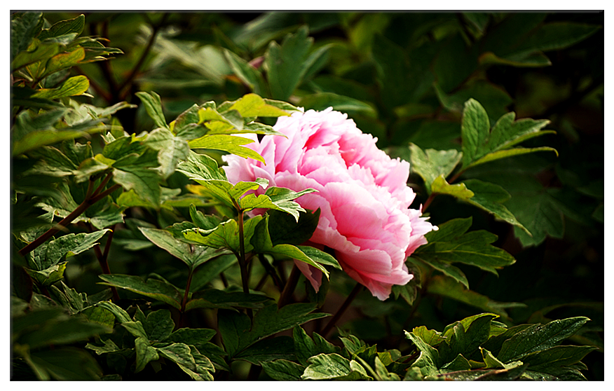 DSC00716_副本.jpg