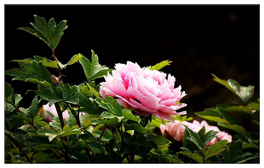 DSC00718_副本.jpg
