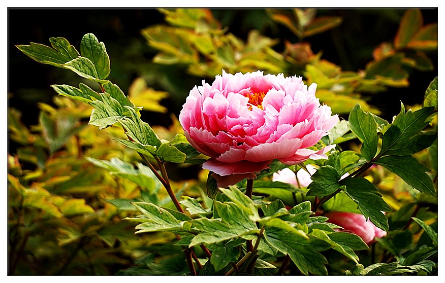 DSC00726_副本.jpg