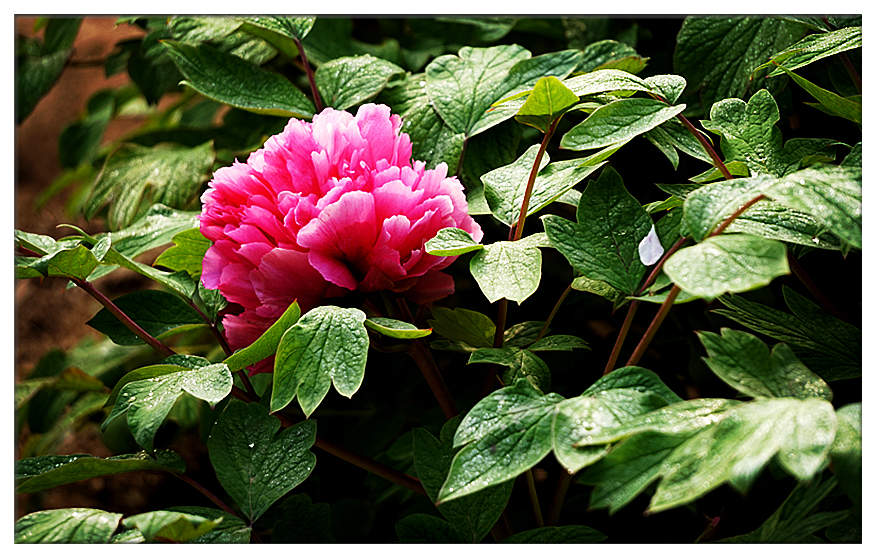 DSC00722_副本.jpg