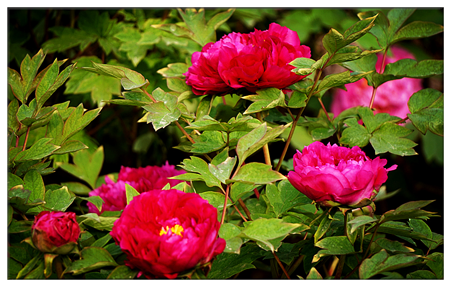 DSC00710_副本.jpg