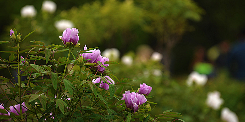 DSC_3930_副本.jpg