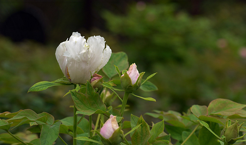 DSC_4108_副本.jpg
