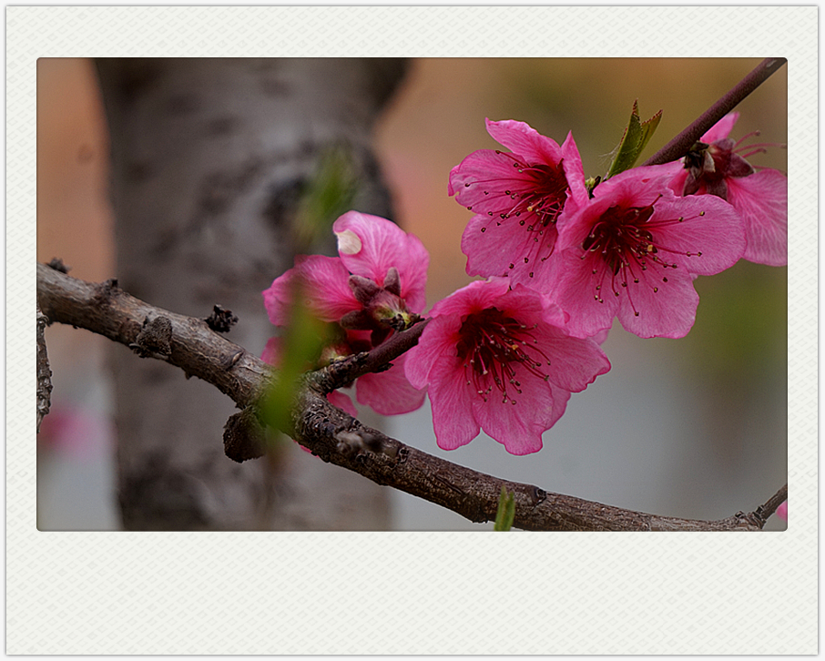 DSC00614_副本.jpg