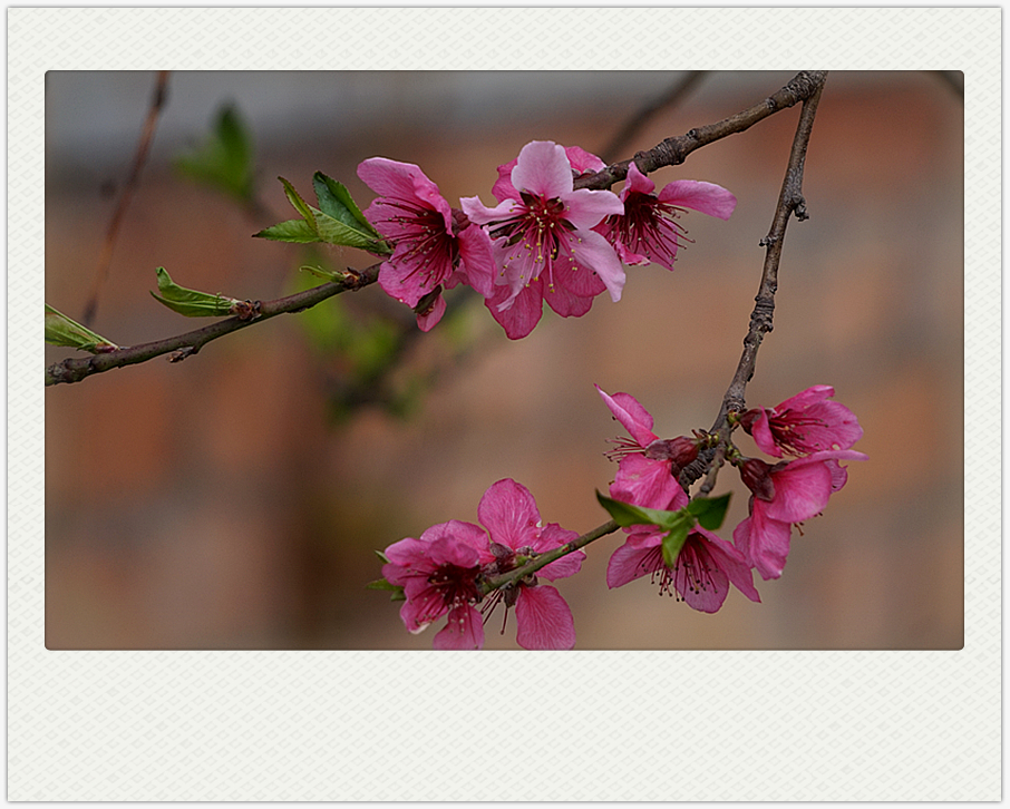 DSC00631_副本.jpg