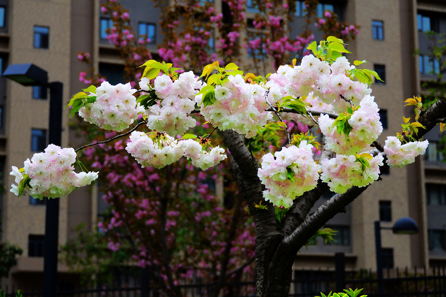 nEO_IMG_DSC_9069.jpg
