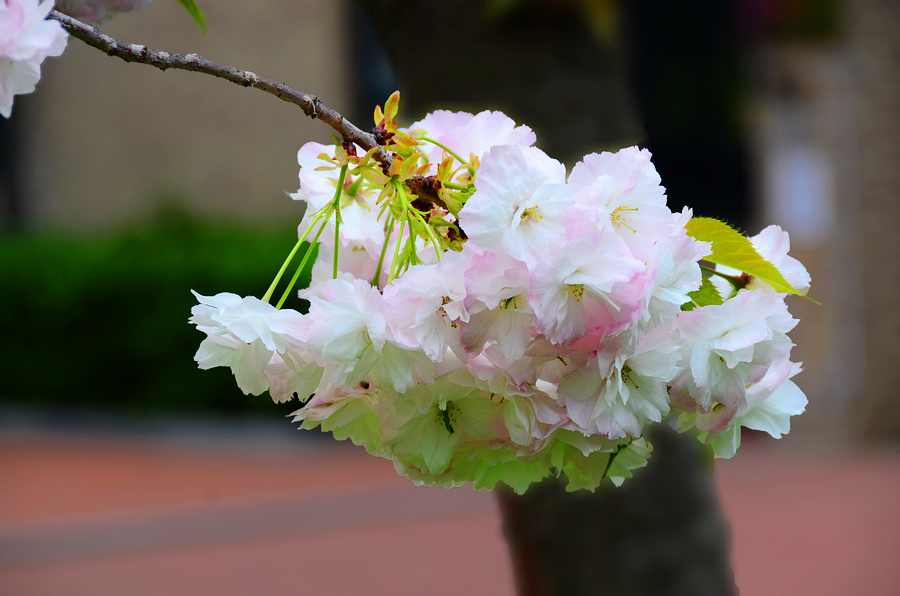 nEO_IMG_DSC_9080.jpg
