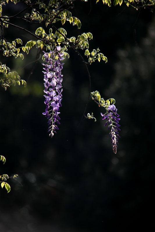 IMG_9624.jpg