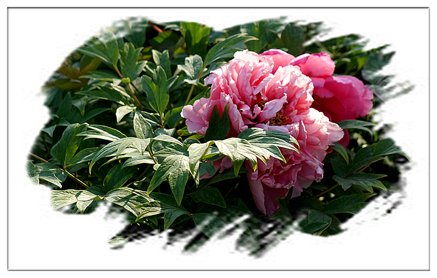 DSC00804_副本.jpg