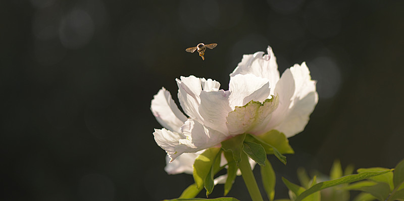 DSC_5052_副本.jpg