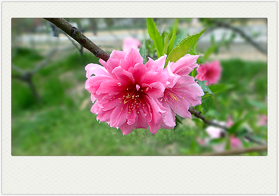 DSC00912_副本_副本.jpg