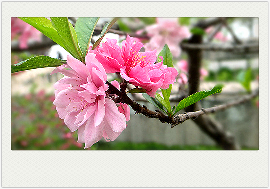 DSC00885_副本_副本.jpg