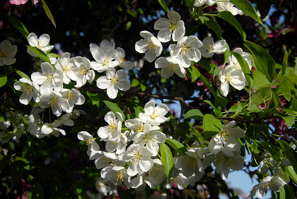海棠 花 (11).jpg