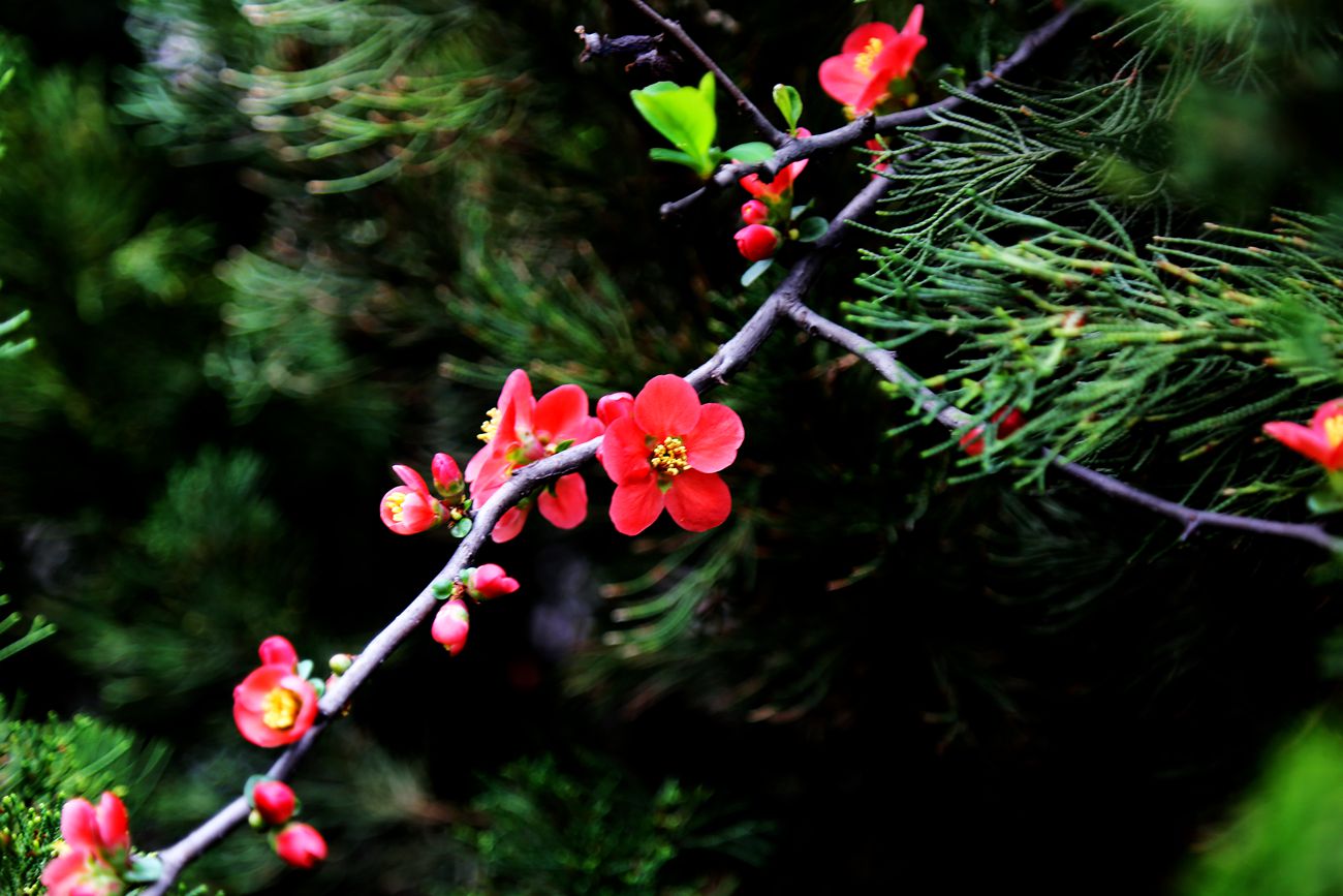 IMG_2954_副本.jpg