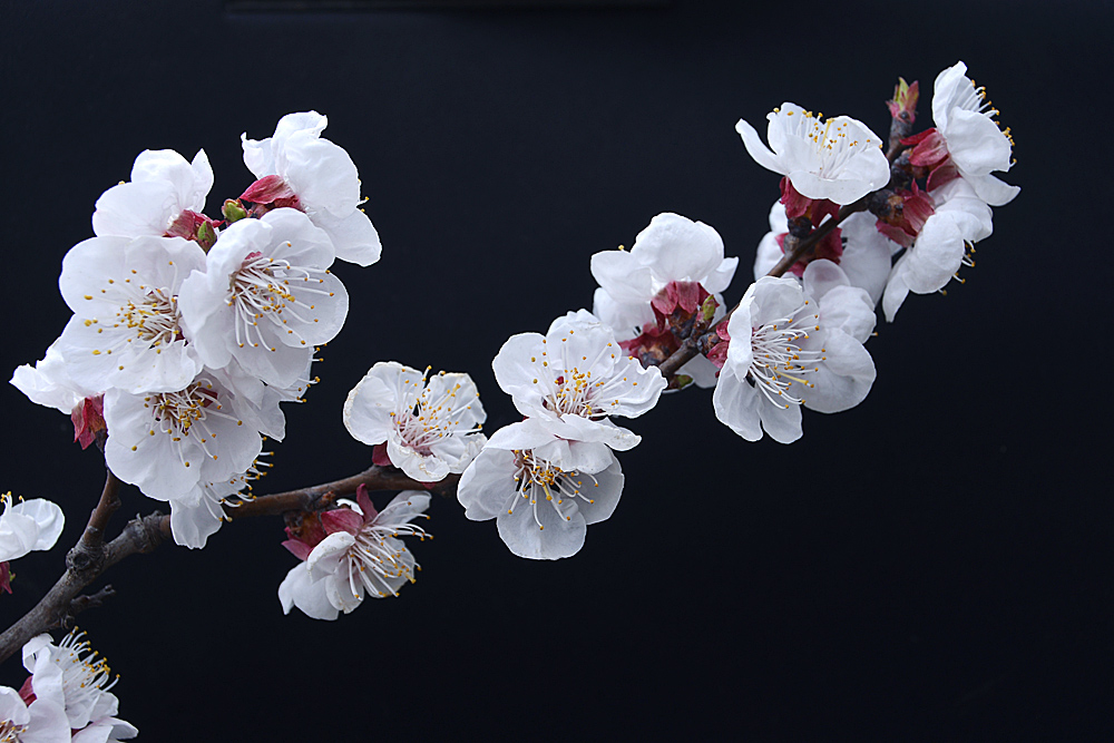 杏 花 (1).jpg