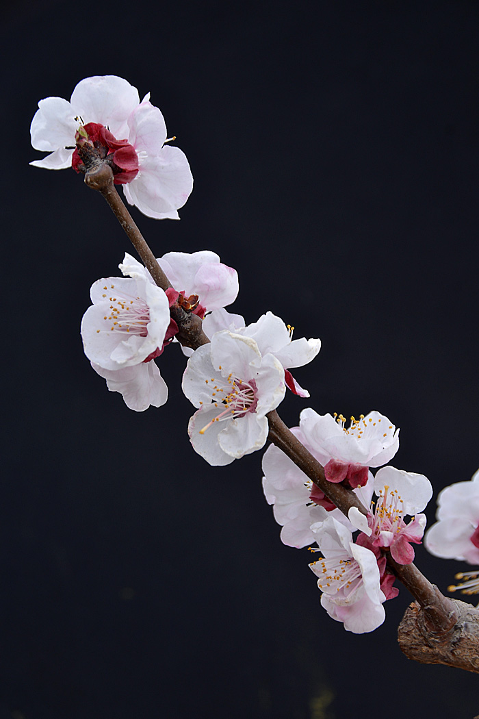 杏 花 (3).jpg
