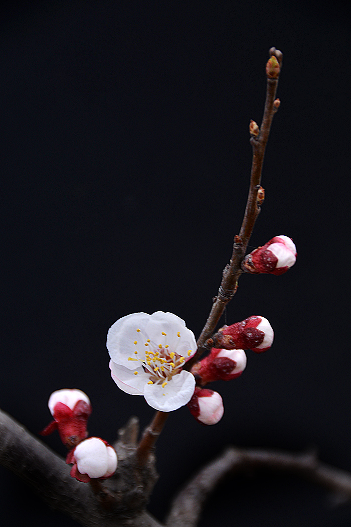 杏 花 (8).jpg